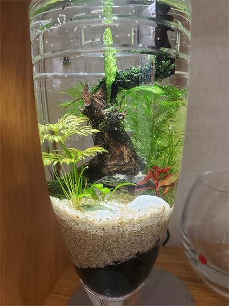 私のアクアリウム