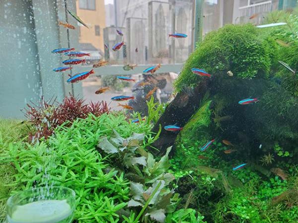 水槽魚と緑