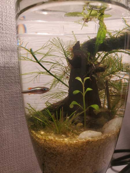 現在のアクアリウム