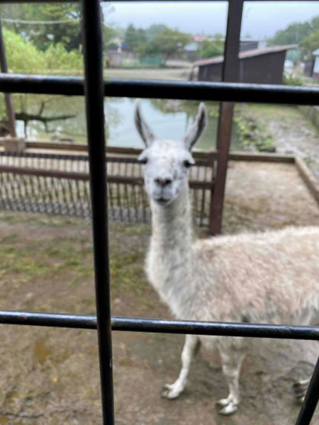 アルパカ1