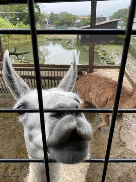 アルパカ2