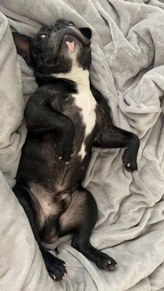 ベッドで寝るイヌ