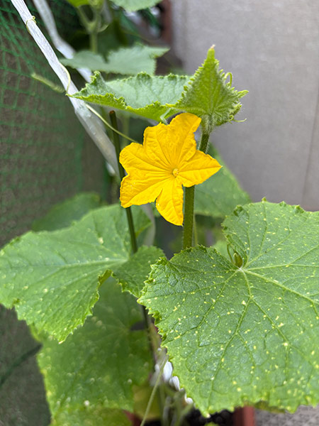 【6月15日】写真