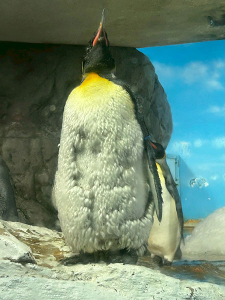 写真5オウサマペンギン