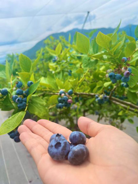 ブルーベリー狩り