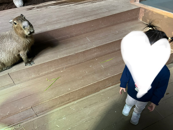カピバラと立つ娘
