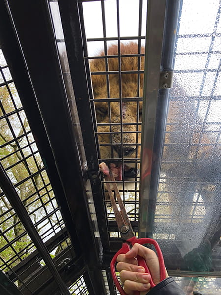 ライオンが上から