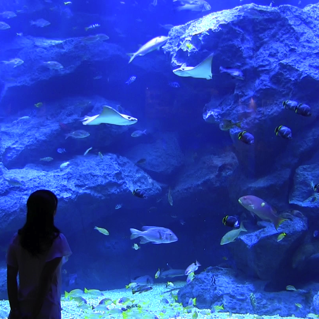 $B!V9uDM%-%c%9%?!<$N%R%H%j%4%H!W$N2hA|(B2