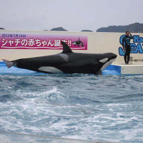 $B!V:{2,%-%c%9%?!<$N%R%H%j%4%H!W$N2hA|(B2