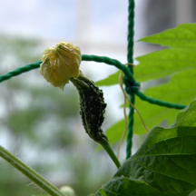 $B!V9SLZ%-%c%9%?!<$N%R%H%j%4%H!W$N2hA|(B2